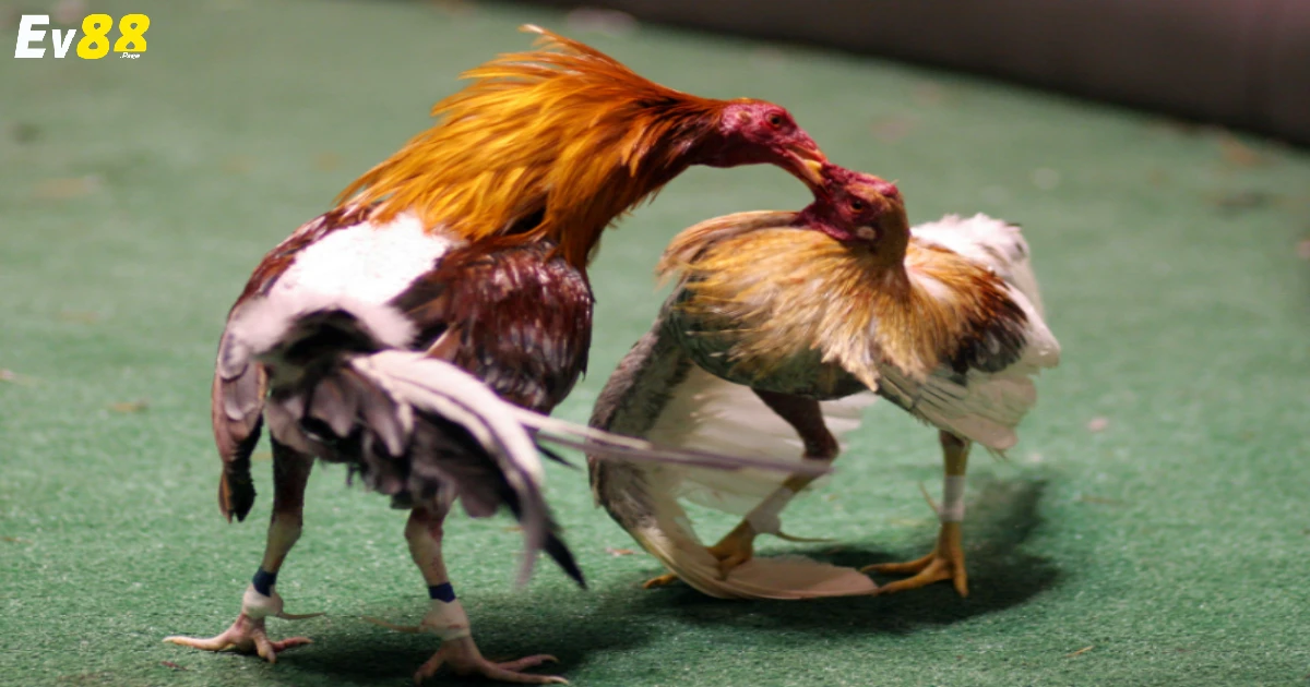 Đá Gà Đòn EV88 – Hình Thức Đá Gà Truyền Thống Hấp Dẫn 2 Đá Gà Đòn Là Gì? Luật Chơi Cơ Bản Cho Người Mới