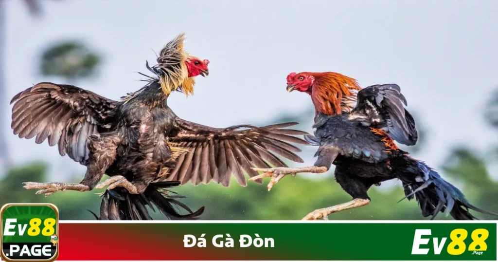 Đá Gà Đòn EV88 – Hình Thức Đá Gà Truyền Thống Hấp Dẫn 1 Kỹ thuật chọi gà