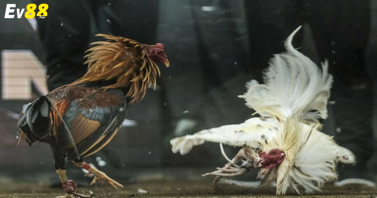 Đá Gà Đòn EV88 – Hình Thức Đá Gà Truyền Thống Hấp Dẫn 4 Sự khác biệt giữa đá gà đòn & đá gà cựa sắt