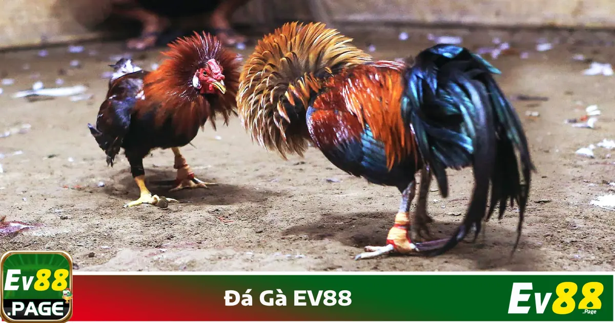 Hệ Thống Đá Gà Trực Tuyến EV88 Có Gì Hấp Dẫn?