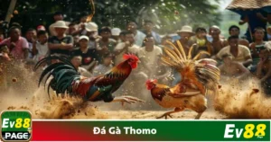 Giải thích về trường gà Thomo & luật chơi đá gà Thomo
