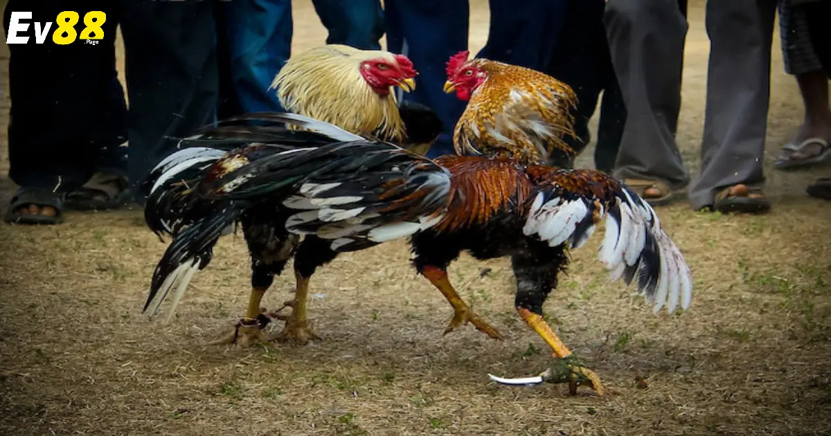 Đặc điểm giữa đá gà cựa dao và cựa sắt