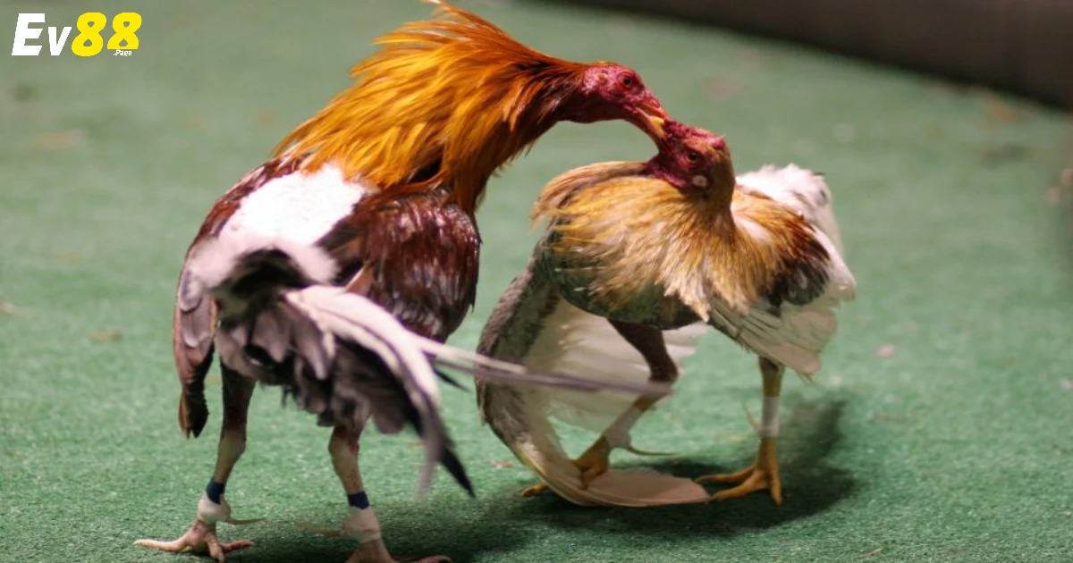 Ưu điểm và hạn chế của từng loại hình giải trí