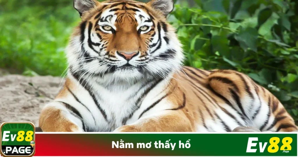 Nằm Mơ Thấy Hổ Là Gì? Tìm Kiếm Vận May Tại Nhà Cái EV88