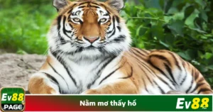 Nằm Mơ Thấy Hổ Là Gì? Tìm Kiếm Vận May Tại Nhà Cái EV88